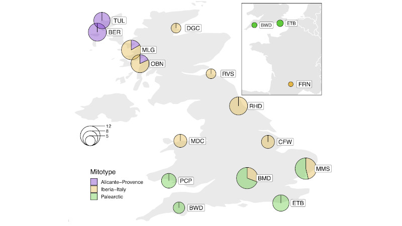 Distribution of European haplogroups of Common Blue Butterfly across the British Isles