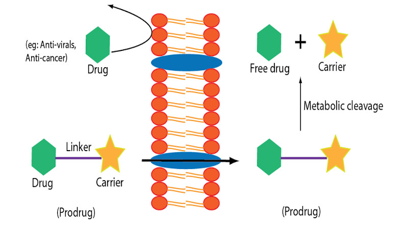 Unlike free drugs, prodrugs can cross cell membranes on the membrane transporter. Free drug are subsequently released from prodrugs by metabolism.