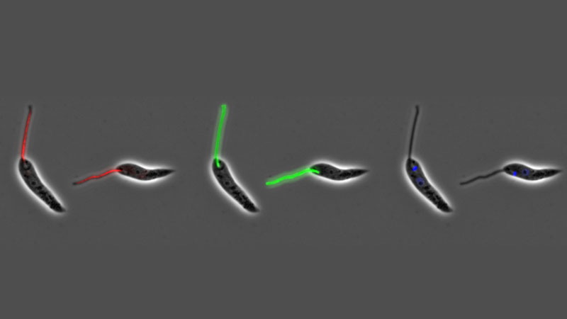 Light and fluorescence microscopy images of Leishmania parasites expressing PFR2 tagged with mNeonGreen and SMP1 tagged with mCherry
