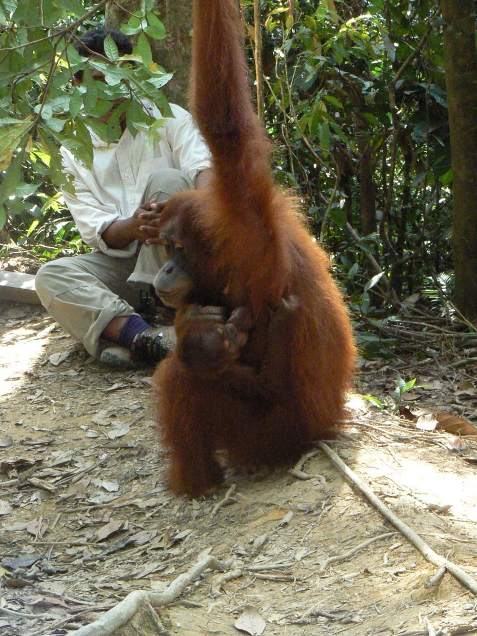 A person with an orangutan