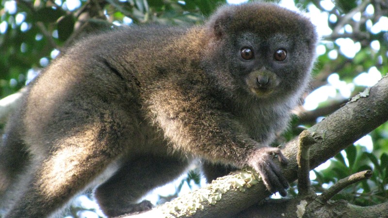 Research shows that bamboo lemurs can plan and navigate routes through dense forest environments in the search for food