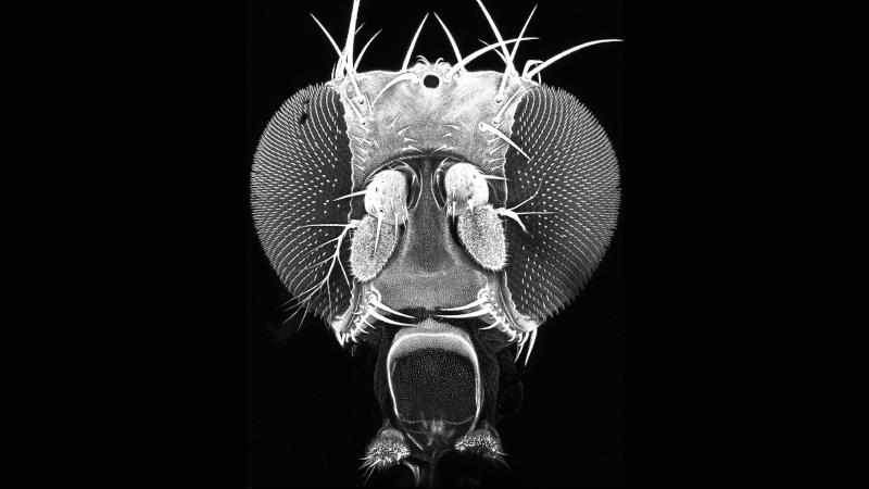 Magnified photo of fly head