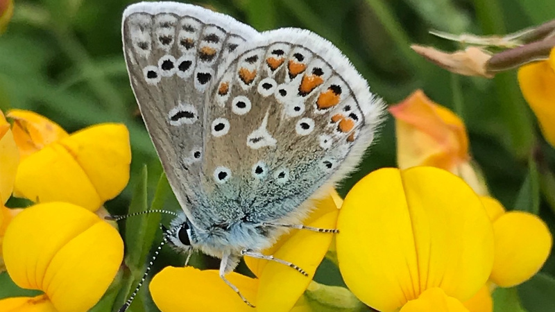 Common Blue Butterfly perched on a birdsfoot trefoil flower
