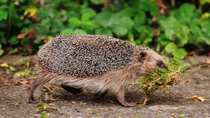 Hedgehog with grass in mouth