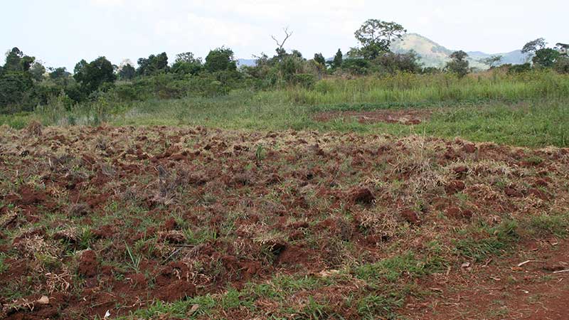 Newly dug farm in Hoima District, Uganda