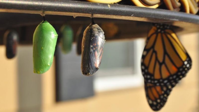 butterflies and larvae hanging upside down