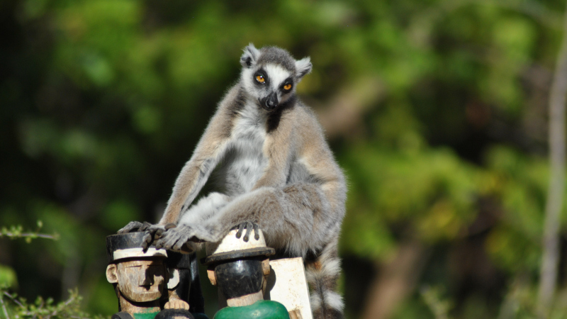 Ring-tailed lemur and wooden figures