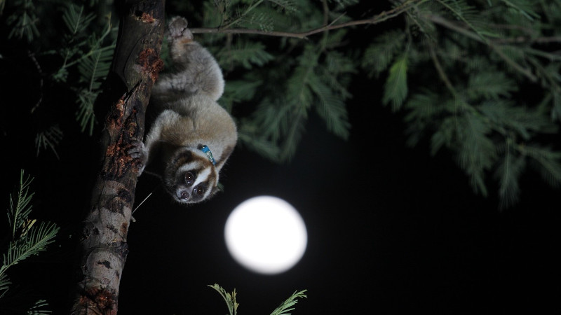 Female Javan slow loris primate with super-moon