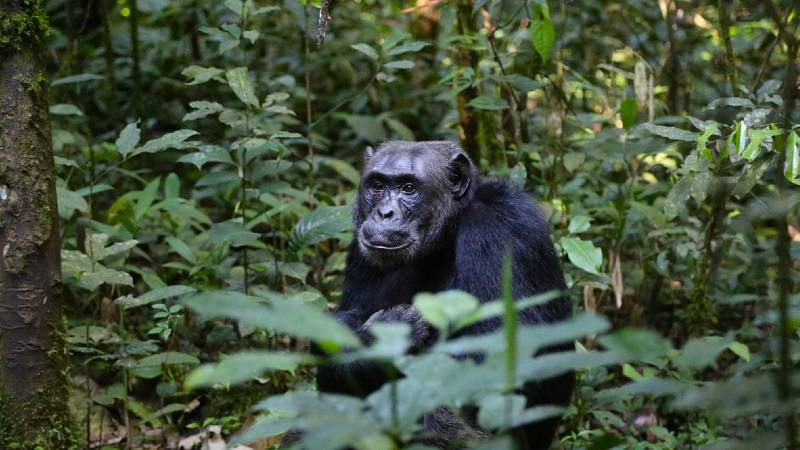 Chimpanzees take calculated risks to survive alongside humans