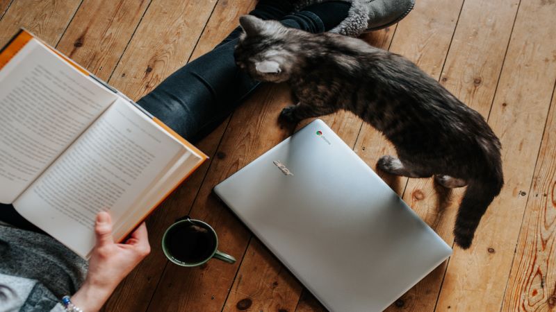 person reading book with laptop and cat