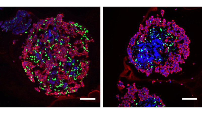 Immunofluorescent imaging of fetal ovine pancreatic islets treated with thyroid hormone in vitro