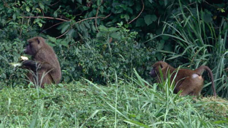 Baboons with cassava