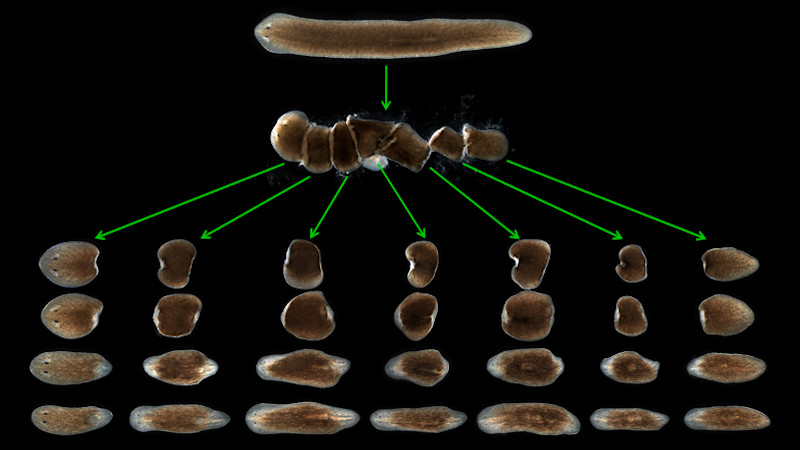 Planarians can regenerate entire worms from body pieces