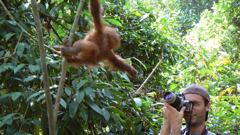A person photographing an orangutan