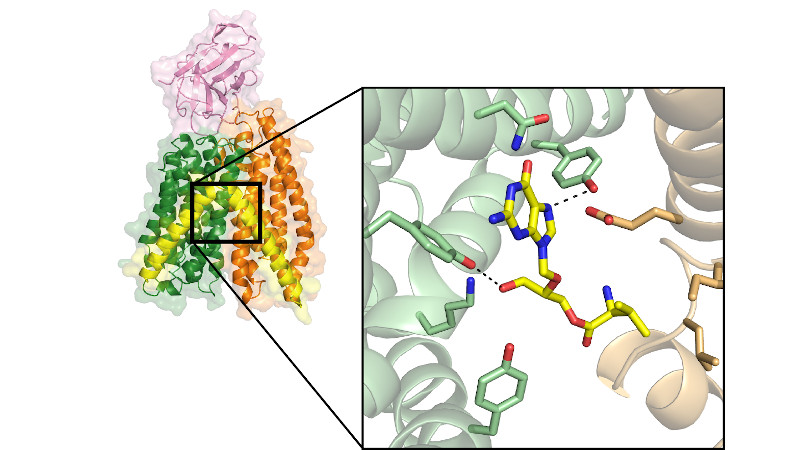 Crystal structure of the E. coli peptide transporter DtpA in complex with nanobody N00 and the prodrug valganciclovir (highlighted)