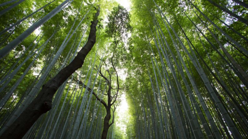 Oxford Brookes research reveals how spiritual-nature bonds safeguard our planet