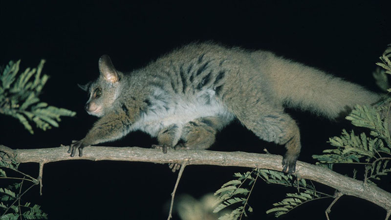 Thick-tailed galago in South Africa