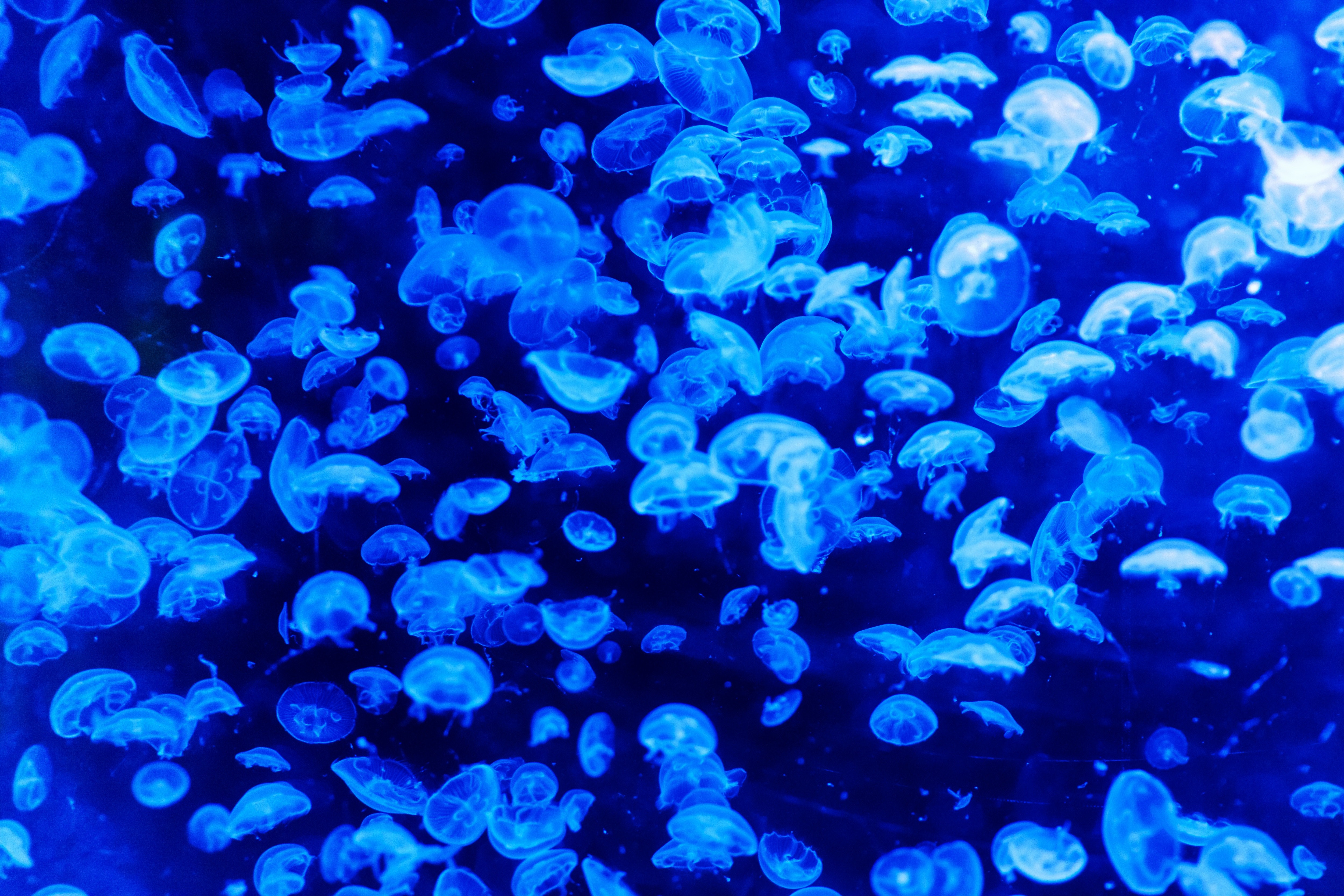 White jellyfish swimming in a blue ocean