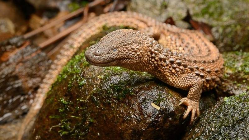 Are zoos inadvertently complicit in wildlife trade? The case of a rare Borneo lizard