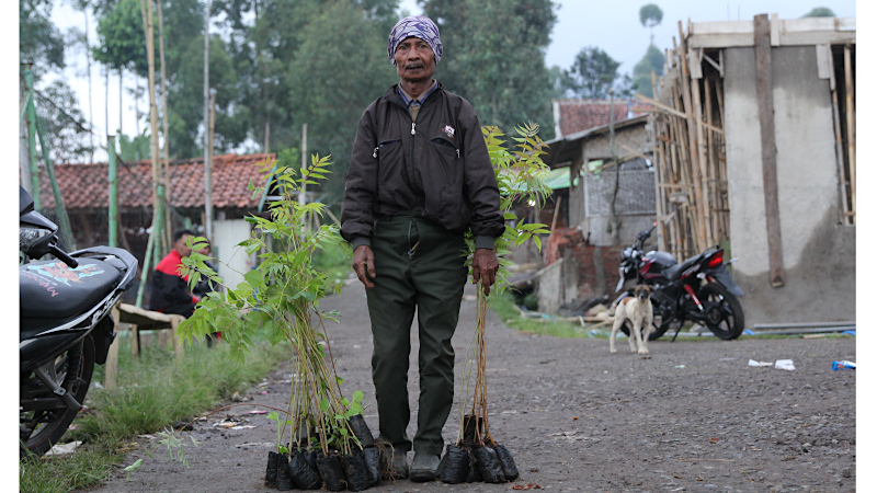 Farmer bringing shade trees to his coffee plantation