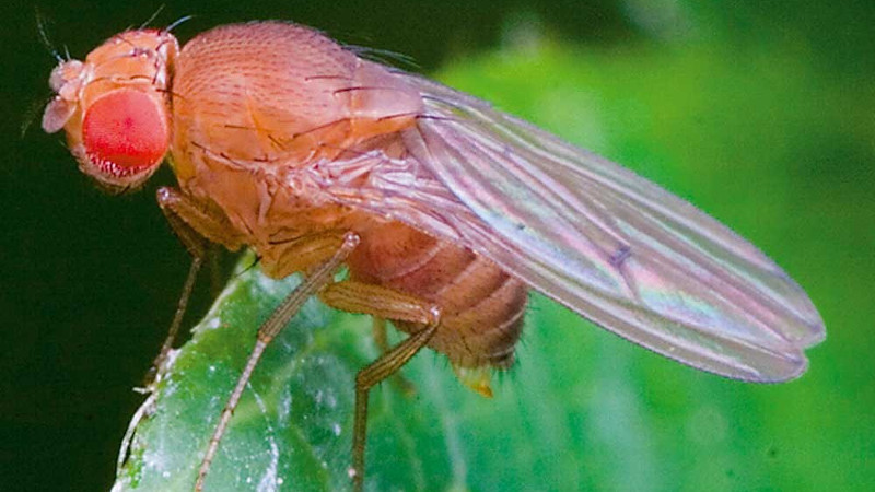 Drosophila fly resting on a leaf