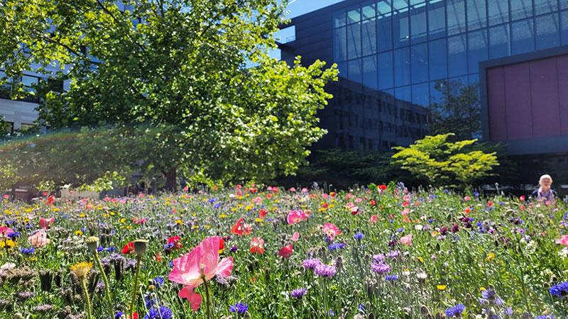 A meadow of wildflowers grows in the courtyard on Headington campus