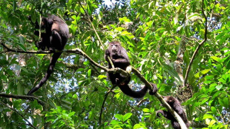 Territorial, expert navigators: the black howler monkeys of Mexico