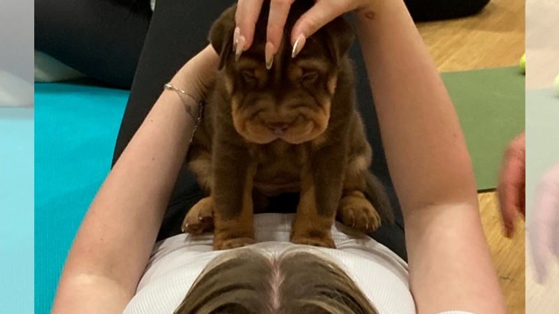 Puppy on lady who is lying on a yoga mat.