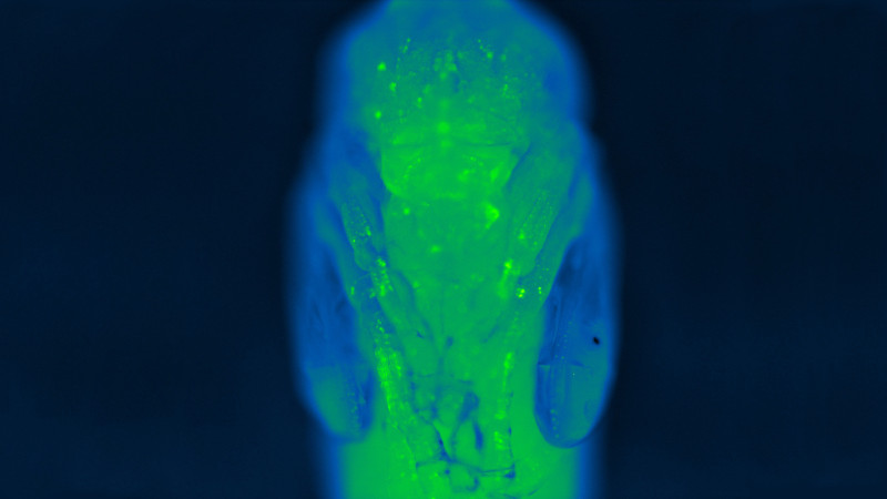 A Drosophila pupa expressing green fluorescent protein
