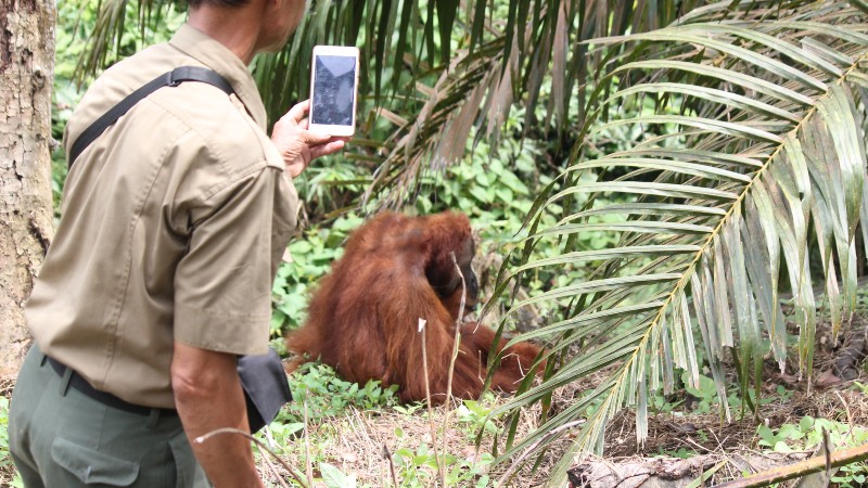 Tourist selfies risk passing deadly viruses onto Critically Endangered orangutans