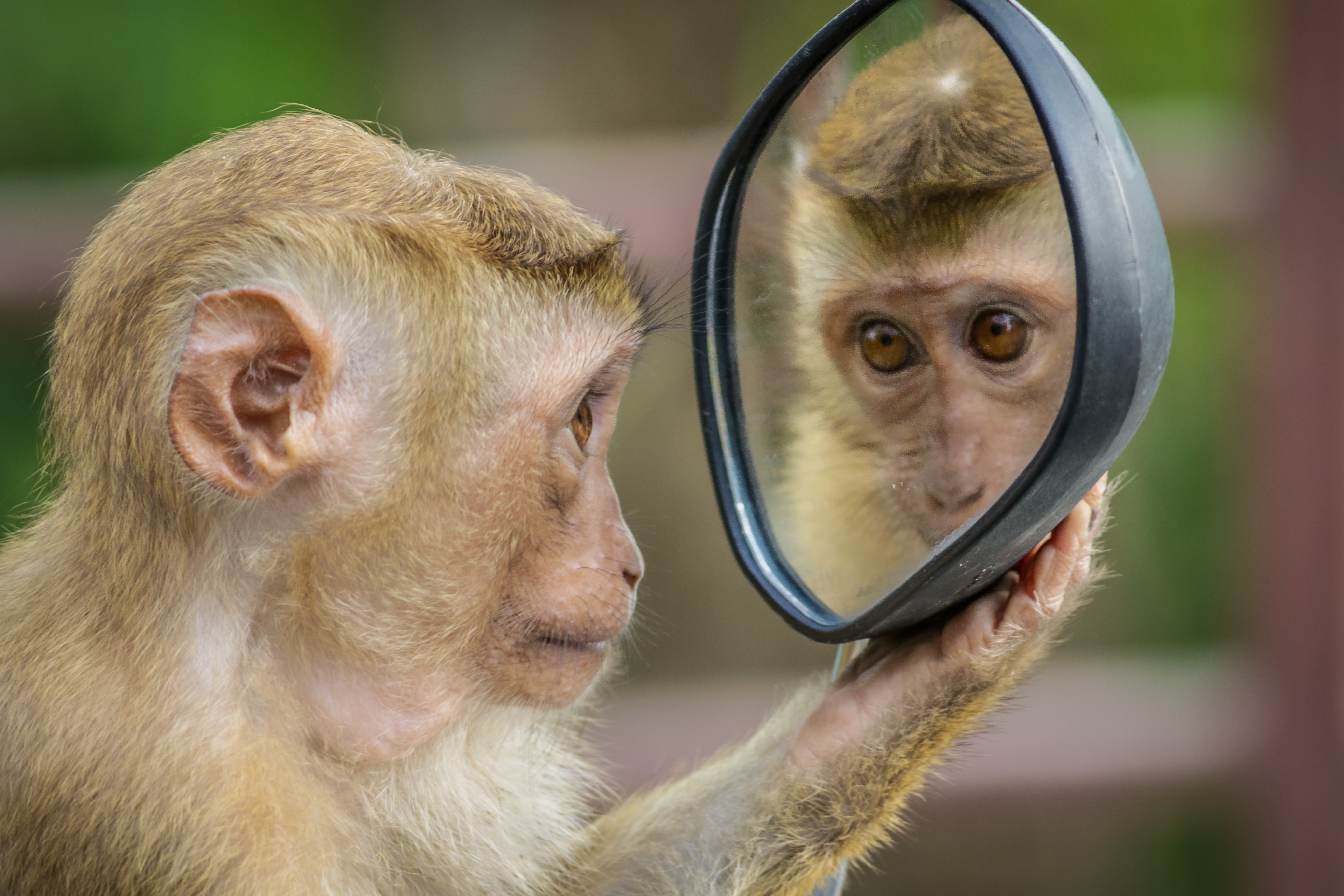 a brown monkey looking contemplatively in a hand mirror