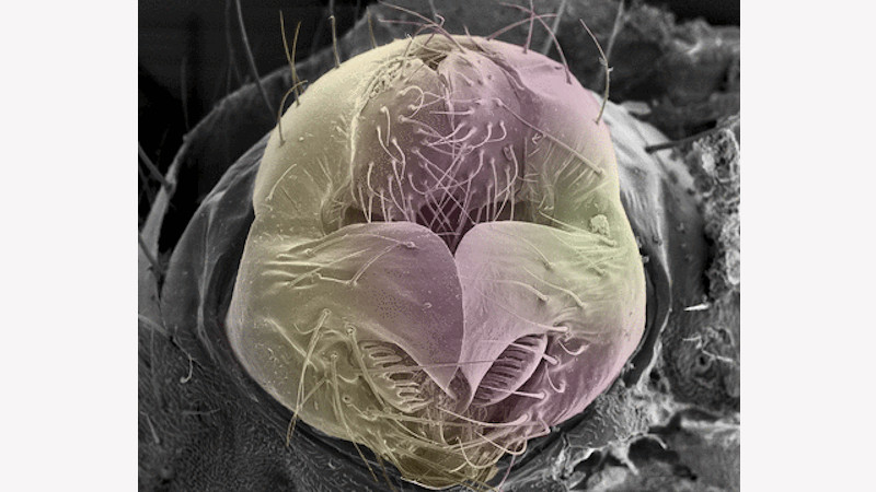 Phenotypic Evolution and Adaptation at Oxford Brookes University