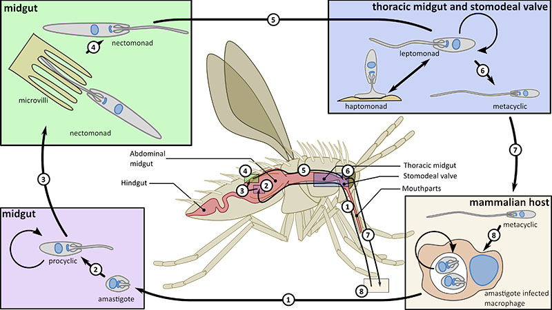 Leishmania life cycle through the sand fly vector and mammalian host