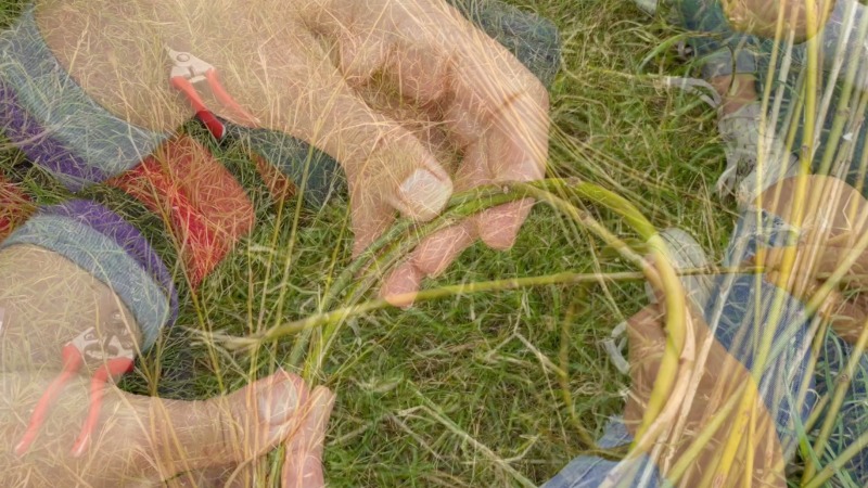 Hands weaving  a willow sculpture