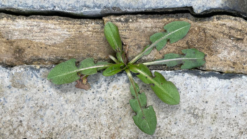 A weed growing through a crack