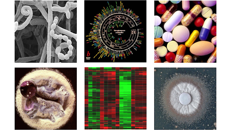 Function genomics of actinomycetes and antibiotic research