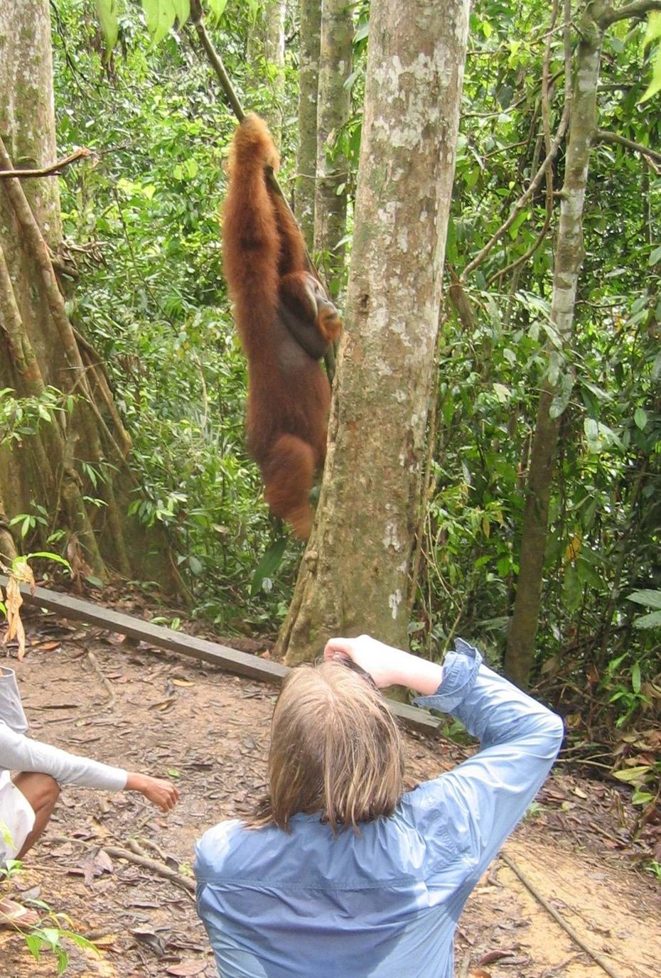 Someone photographing an orangutan