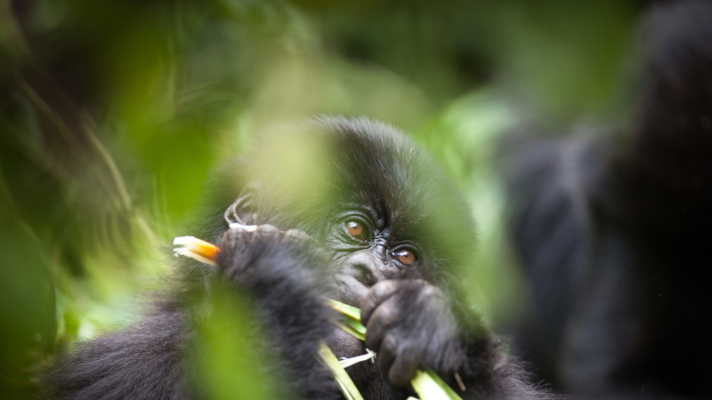 Selfies, gorillas and the risks of disease transmission