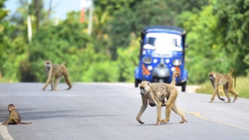 Baboons crossing a road in Kenya